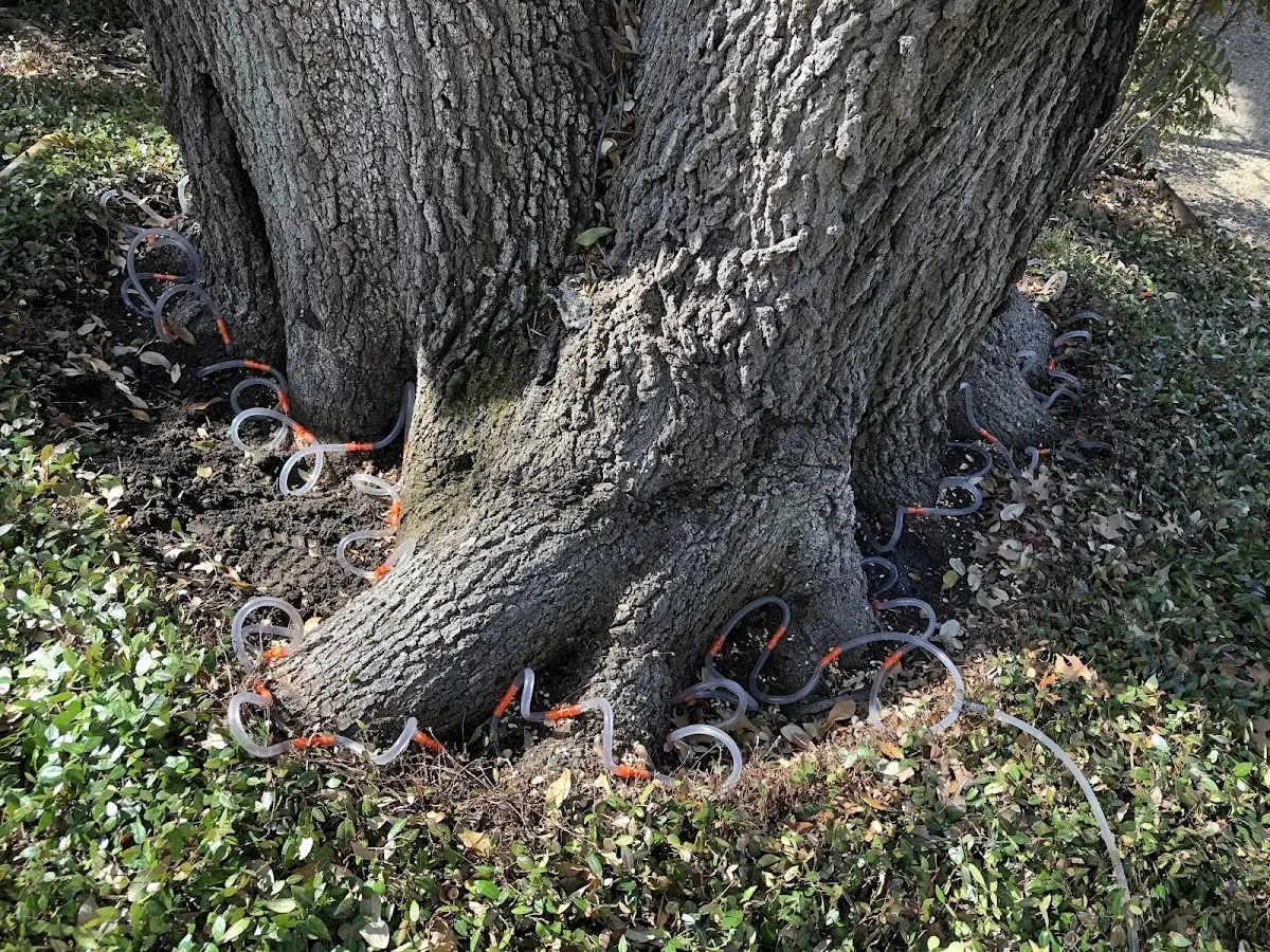 Detailed Tree Cabling and Bracing job site in Colonia