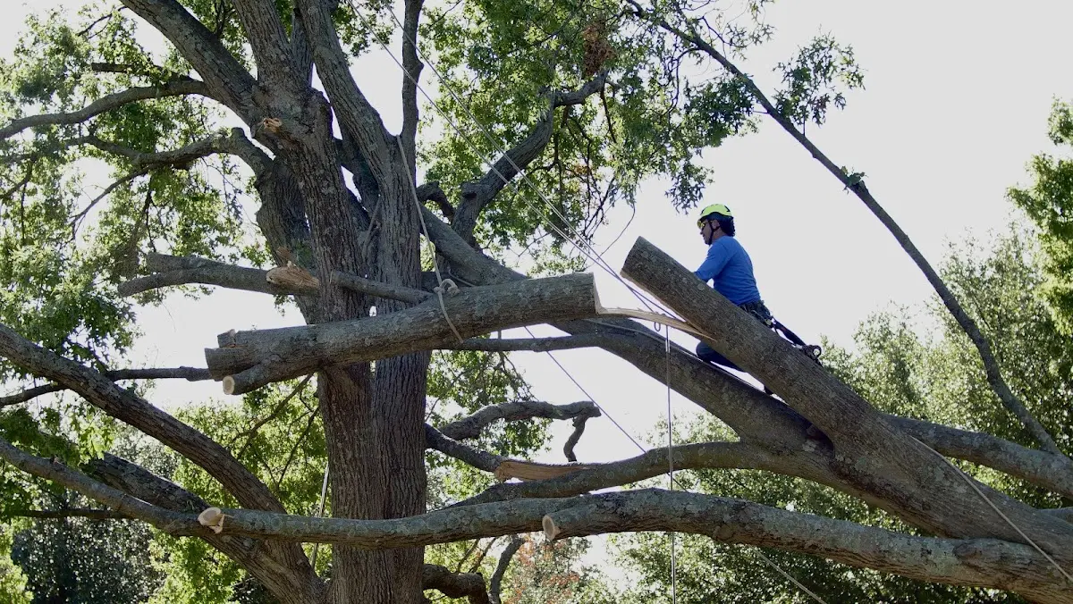 Professional Hazardous Tree Removal performed by certified arborists in Colonia
