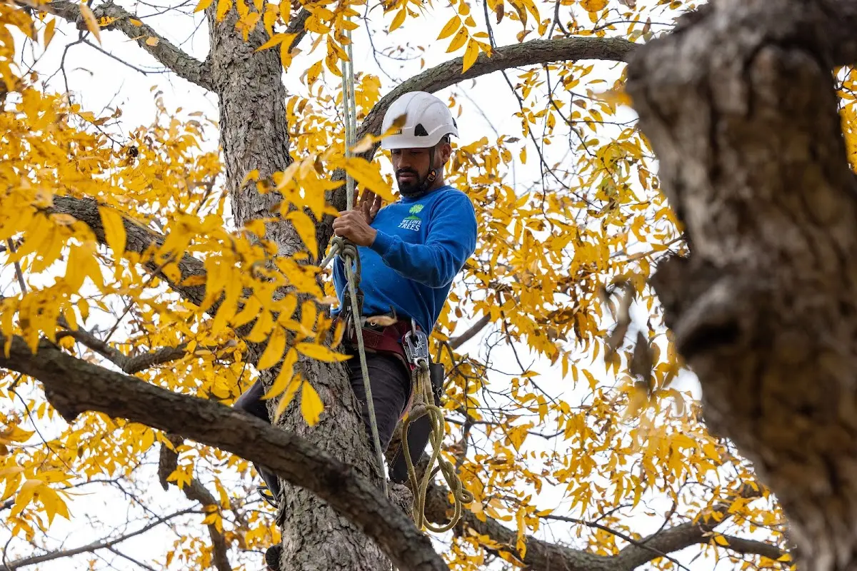 Skilled Tree Trimming crew working in Colonia